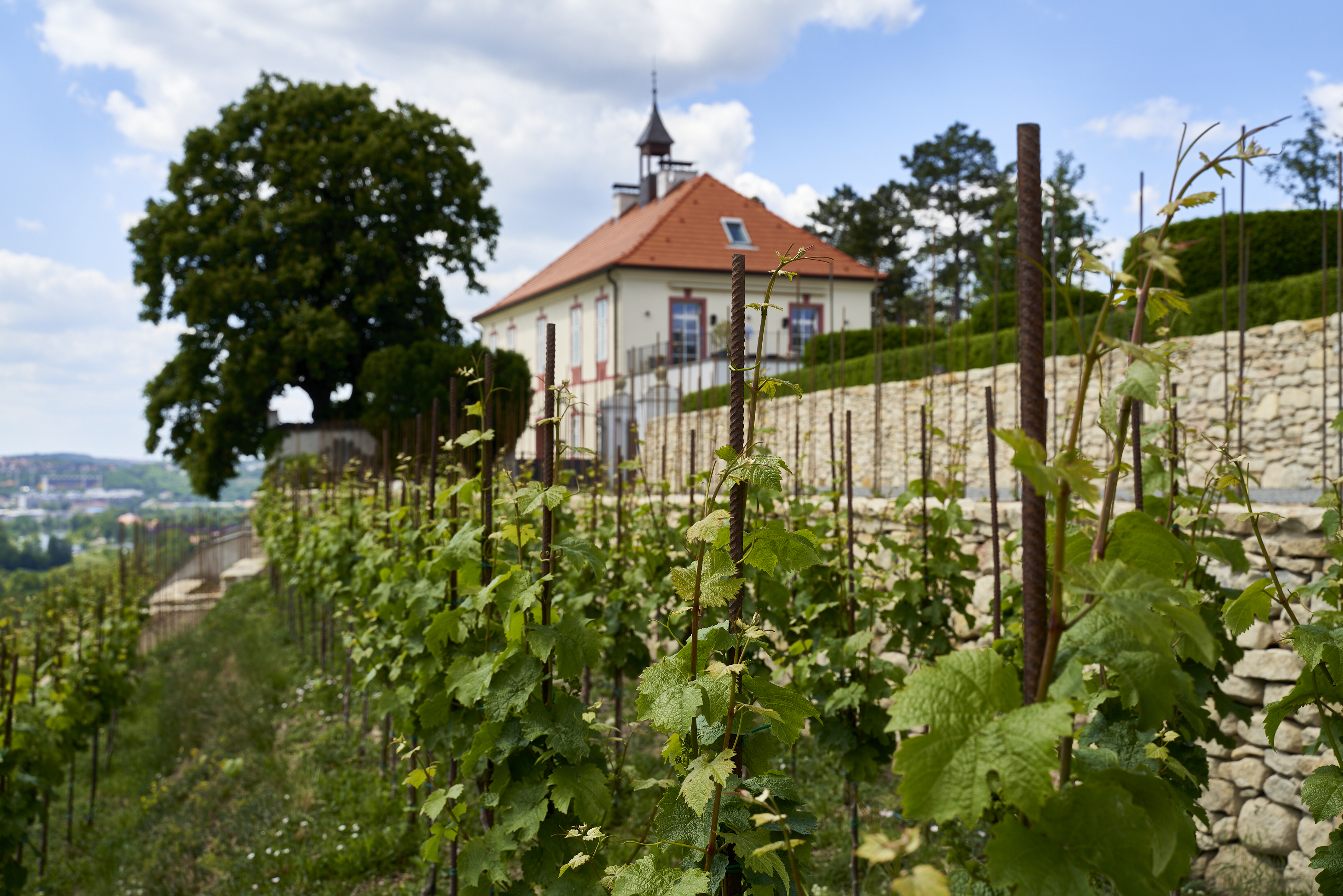 vinice_aktualizace 004